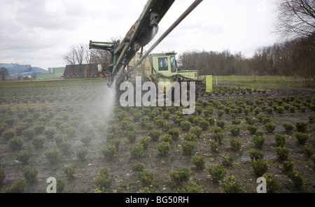 viele Bauern pflegen Sträucher und auslagern, versprühen von Insektiziden und Düngemitteln. Stockfoto