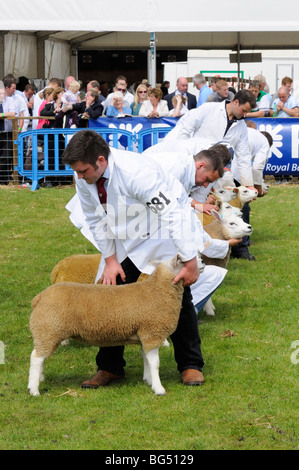 Schafe an der 2009 Royal Highland Show, Edinburgh, Schottland, UK beurteilt zu werden. Stockfoto