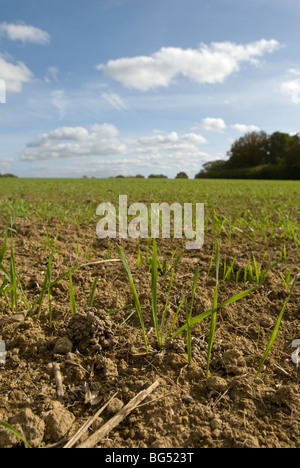 Neu gesäten Feld Winterweizen Stockfoto