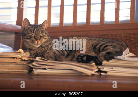 Schlafende Tabby Katze auf Zeitschriften Stockfoto