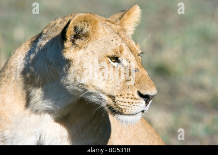 Weibliche afrikanische Löwe Panthera Leo, Portrait. Masai Mara National Reserve, Kenia. Stockfoto