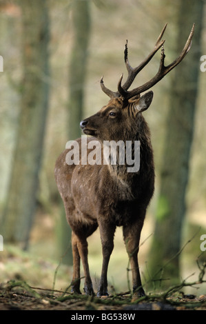 Sika Rotwild, Männlich (Unterart: Dybowski), Cervus Nippon, Cervus Nippon Hortulorum Stockfoto