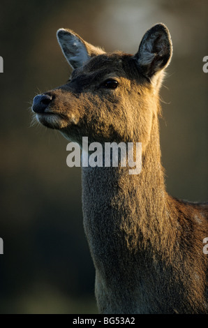 Sika Rotwild, Doe (Dybowski), Cervus Nippon, Cervus Nippon hortulorum Stockfoto