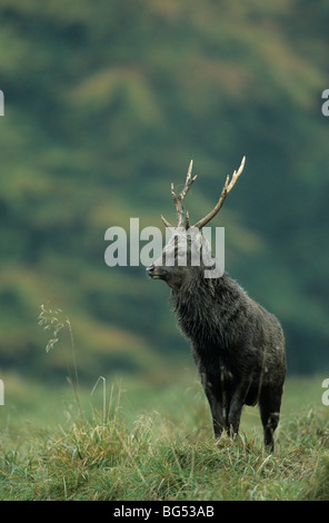 Sika Hirsch, Hirsch (Unterart: Japanisch), Cervus Nippon, Cervus Nippon Nippon Stockfoto