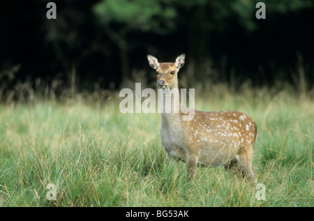 Sika Rotwild, Doe (Unterart: Japanisch), Cervus Nippon, Cervus Nippon Nippon Stockfoto