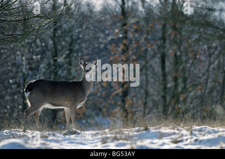 Sika Rotwild, Doe (Unterart: Dybowski), Cervus Nippon, Cervus Nippon Hortulorum Stockfoto