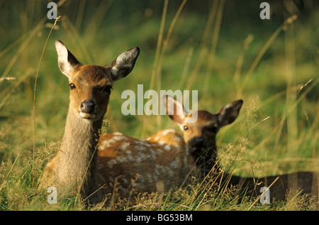 Sika Rotwild, Doe und Kalb (Japanisch), Cervus Nippon, Cervus Nippon nippon Stockfoto