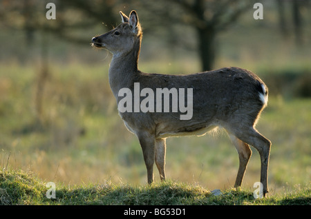 Sika Rotwild, Doe (Dybowski), Cervus Nippon, Cervus Nippon hortulorum Stockfoto