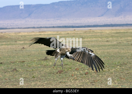 Ruppell der Gänsegeier, abgeschottet Rueppellii im Flug ins Land kommen. Masai Mara, Kenia, Frühling. Stockfoto