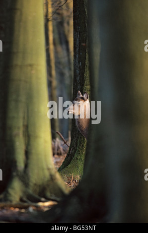 Sika Rotwild, Doe (Dybowski), Cervus Nippon, Cervus Nippon hortulorum Stockfoto