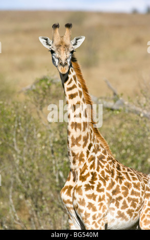 Giraffe Massai Rennen, Giraffa Plancius Tippelskirchi stehen. Masai Mara National Reserve, Kenia. Stockfoto