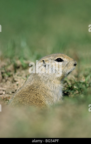 Richardson ist geschliffen, Eichhörnchen, Spermophilus Richardsonii, Citellus richardsoni Stockfoto