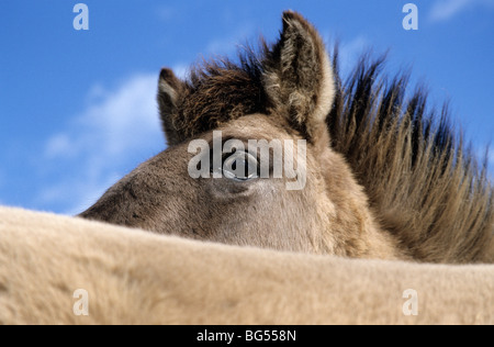 Konik, Hengst Tarpan, Equus Ferus gmelini Stockfoto