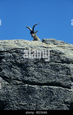 spanischer Steinbock, Buck, Capra Pyrenaica victoriae Stockfoto