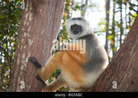 DIAdem-Sifaka sitzt in einem Baum in Vakona Forest Reserve, Perinet, Madagaskar