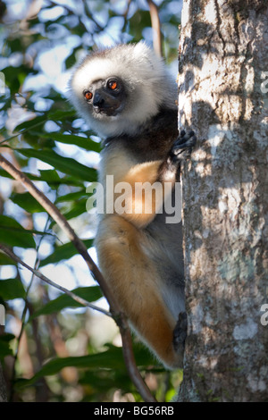 DIAdem-Sifaka klammerte sich an eine Niederlassung in Vakona Forest Reserve, Perinet, Madagaskar DIAdem-Sifaka klammerte sich an eine Niederlassung in Vakona Forest Reserve, Perinet, Madagaskar