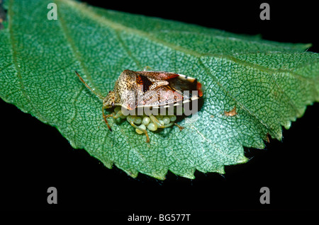 Übergeordneten Bug, ein Schild Bug (Elasmucha Grisea: Acanthosomidae) weibliche Wache über ihren Eiern UK Stockfoto