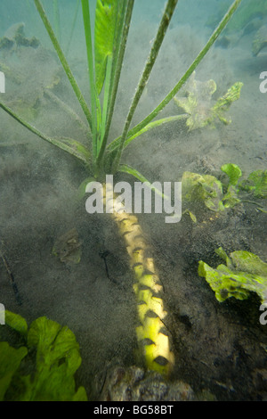 Das Rhizom eine gelbe Seerose (Teichrosen Lutea), in einem Jura-See (Frankreich). Rhizom de Nénuphar Jaune Dans un Lac Jurassien. Stockfoto