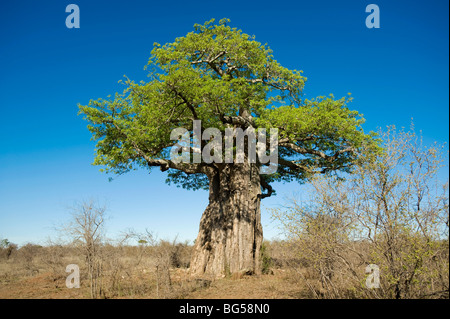 Boabab Baum. Krüger-Nationalpark. Südafrika.  Einen riesigen Baobab-Baum im afrikanischen Busch Stockfoto