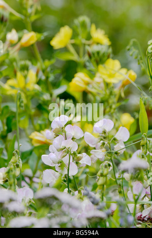 Lathyrus Latifolius, blättrig breit Everlasting Pea mit Oenothera Biennis, Nachtkerzenöl. Stockfoto