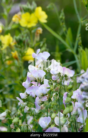 Lathyrus Latifolius, blättrig breit Everlasting Pea mit Oenothera Biennis, Nachtkerzenöl. Stockfoto