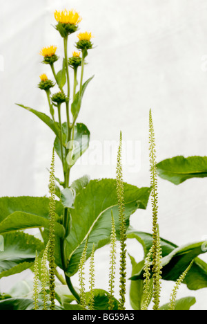 Dyeplants, Reseda luteola, Färber Schweißen und Inula helenium, Elecampane. Stockfoto