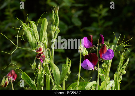 Platterbse man, Erbse, "Matucana" Stockfoto