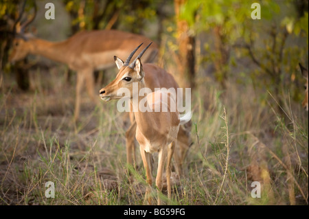 Impala. Krüger-Nationalpark. Südafrika Stockfoto