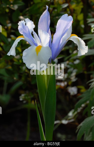 Iris Hollandica, holländische Iris Blume. Stockfoto