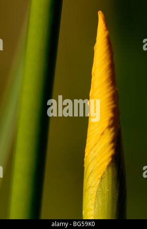 Iris pseudacorus, Gelbe Flagge Iris Knospe, Wales, UK. Stockfoto