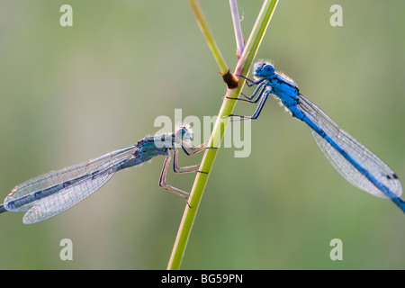 Gemeinsame blaue Libellen Enallagma cyathigerum Stockfoto