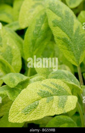 Salvia officinalis Icterina, bunte Salbeiblätter. Stockfoto