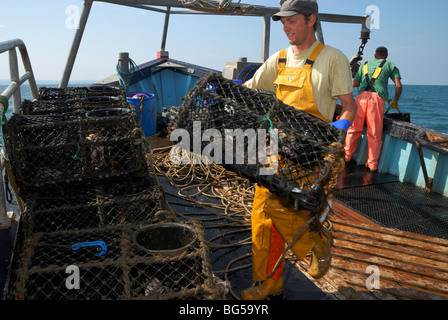 Hummer-Fischer einholen und Stapeln Töpfe an Bord eines Fischerbootes, Cardigan Bay, Wales. Stockfoto