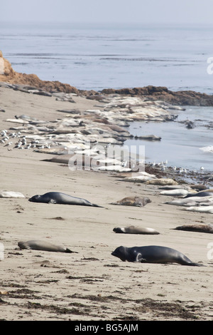 See-Elefanten Piedras Blancas entlang Coast Highway One in der Nähe von San Simeon auf Kaliforniens central coast Stockfoto