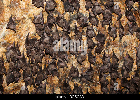 Kolonie von Geoffroy Rousette oder gemeinsame Rousette Fledermäuse, Rousettus Amplexicaudatus Schlafplatz in Höhle bei Pura Goa Lawah oder Fledermaus Höhle Tempel in Bali Stockfoto