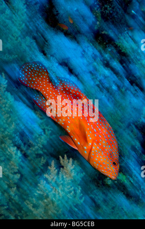 Rotes Meer Korallen Riffe, Ras Mohammed national park, Ägypten, Zackenbarsch, Fisch, tropischen Riff, Action, Bewegung, Unterwasser, Tauchen Stockfoto