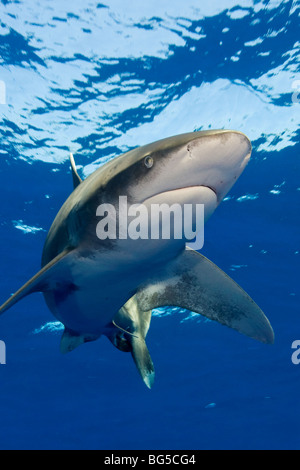 Ozeanische Weißspitzen Hai in dem Roten Meer, Ägypten, Unterwasser, blaues Wasser, klares Wasser, Raubtier, Jagd, atemberaubende, Flossen, Stockfoto