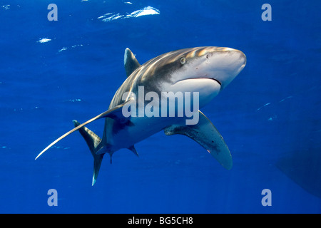 Ozeanische Weißspitzen Hai im Roten Meer, Ägypten, Raubtier, Jagd, genial, blaues Wasser, Flossen, Unterwasser, Elphistone, Flossen, Stockfoto