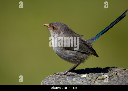 Blaue Wren singen Stockfoto
