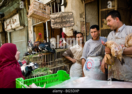 frische Hähnchen in den pulsierenden Cairo-Märkten verkauft. Stockfoto