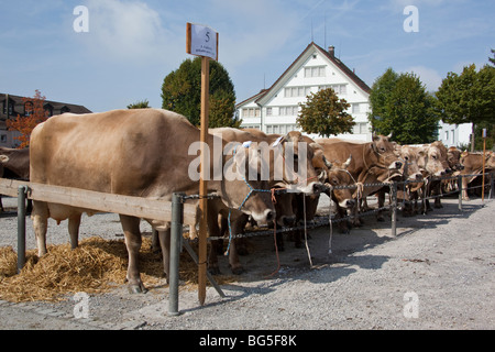 Aufgereiht am Herbst Rinder Kühe zeigen in Appenzell - Schweiz Stockfoto