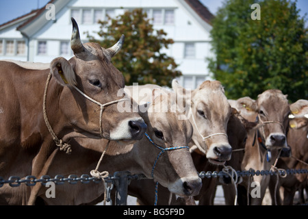 Aufgereiht am Herbst Rinder Kühe zeigen in Appenzell - Schweiz Stockfoto