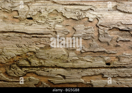 Muster am Stamm des Baumes durch Borkenkäfer oder Rüsselkäfer in Forstwirtschaft Plantagen in der niedrigen Tatra Gebirge Slowakei getötet Stockfoto