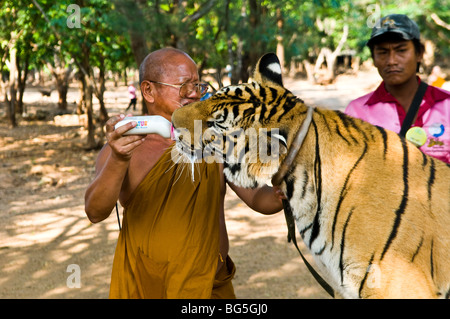 Ein junger Tiger wird von einem der Tempel Mönche zugeführt. Stockfoto