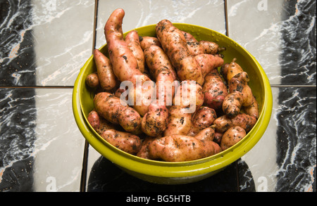 Nach Hause angebaute Pink Fir Apple Kartoffeln frisch ausgegraben - Schottland Dezember Bio keine Pestizide oder Düngemittel verwendet Stockfoto