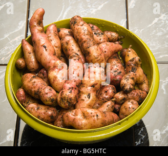 Nach Hause angebaute Pink Fir Apple Kartoffeln frisch ausgegraben - Schottland Dezember Bio keine Pestizide oder Düngemittel verwendet Stockfoto