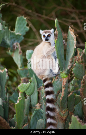 Ein Katta sitzend auf einem Opuntia Kaktus in Berenty Reserve, Madagaskar Stockfoto