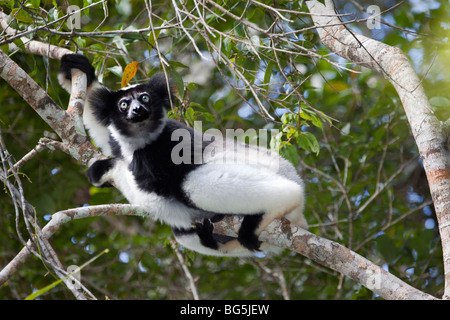 Ein Indri, der größten Lemur in Alanamazaotra Special Reserve, Andasibe-Mantadia Nationalpark Perinet, Madagaskar Stockfoto