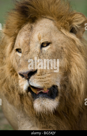 Kopfschuss der männliche Löwe Panthera Leo mit offenem Mund in Tansania Stockfoto