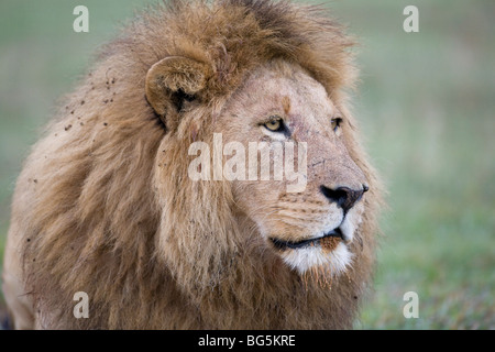 Kopfschuss der männliche Löwe Panthera Leo mit voller Mähne scheuern die Prärie in Tansania Stockfoto